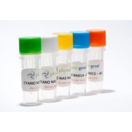 Cyano NAS Standards