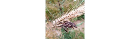 Ergot