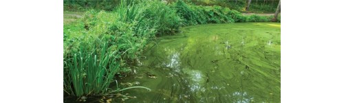 Solutions de d&eacute;tection de cyanobact&eacute;ries toxiques dans les eaux de baignade et l'eau potable