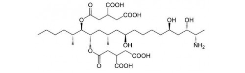 Fumonisines